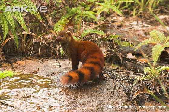 马达加斯加岛仅有的两大食肉哺乳动物之一 环尾獴 马达加斯加岛仅有的两大食肉哺乳动物之一 环尾獴