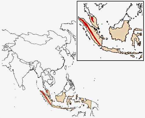 体型最大的长臂猿——马来亚长臂猿
