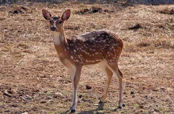 亚洲独有的鹿类  白斑鹿