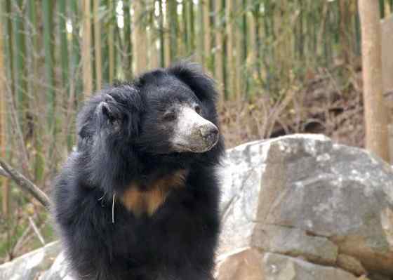 吃蚂蚁的熊  懒熊