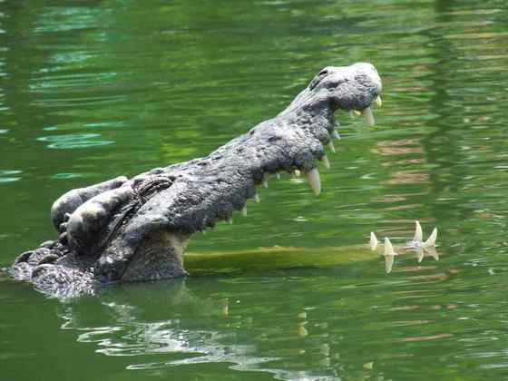 三国周处除三害  湾鳄(还有猛虎和他自己) 韩愈也参加了