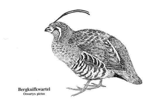 脸上插两把刀的美国本土鹌鹑  刀翎鹑