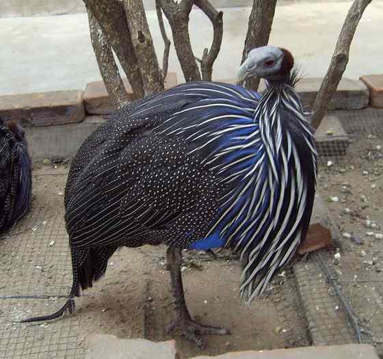 脑袋像秃鹫的珍珠鸡--鹫珠鸡 Vulturine Guineafowl