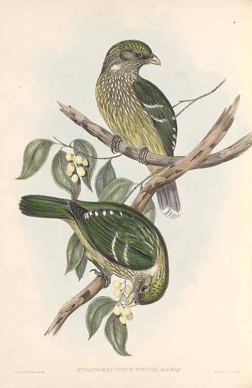 叫声像猫的园丁鸟  猫声鹊、绿猫鸟 Ailuroedus crassirostris