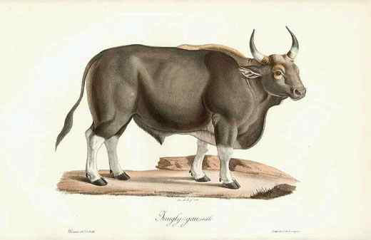 《西游记》中牛魔王的原型  白肢野牛