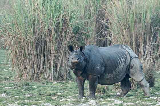 汉朝巨人与大独角犀 汉朝巨人与大独角犀