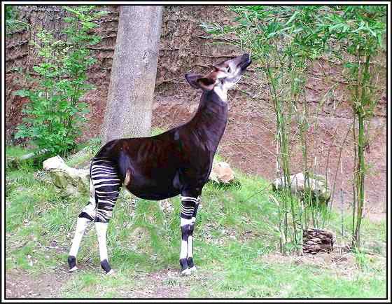极度珍稀的霍加皮 长颈鹿的近亲 极度珍稀的霍加皮 长颈鹿的近亲