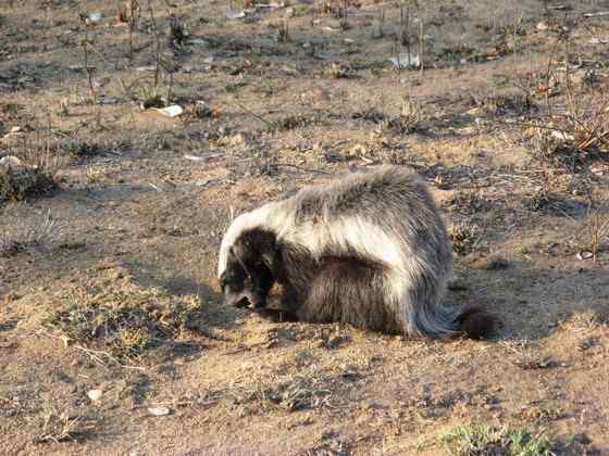 吃蜂蜜不要命的蜜獾