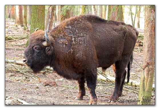 欧洲巨兽 欧洲野牛 死而后生 欧洲巨兽 欧洲野牛 死而后生