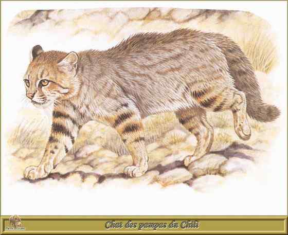 潘帕斯猫 南美草原猫