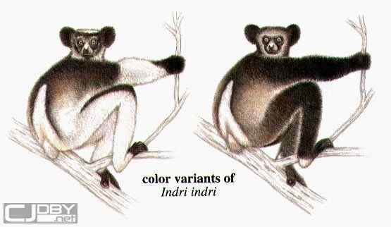 马达加斯加最原始的物种  大狐猴