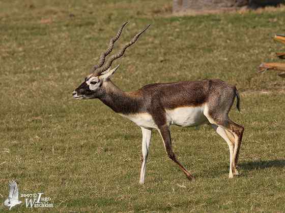 漂亮的羚羊  印度羚
