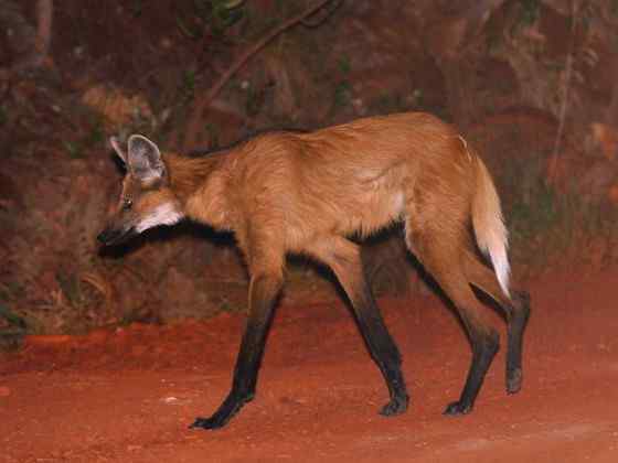 既像狐狸又像狼的奇特动物  鬃狼