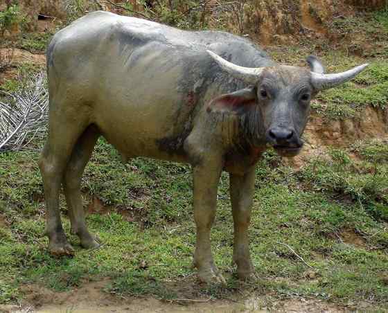 印度神话 亚洲水牛