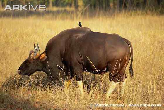 《西游记》中牛魔王的原型  白肢野牛