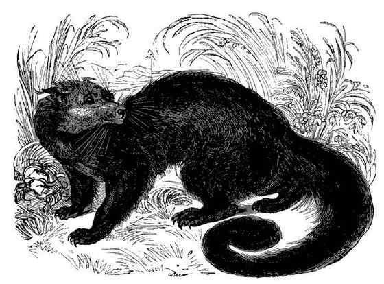 熊狸 Arctictis binturong 熊灵猫、貉獾 熊狸 Arctictis binturong 熊灵猫、貉獾
