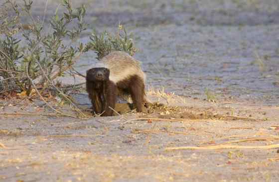 吃蜂蜜不要命的蜜獾