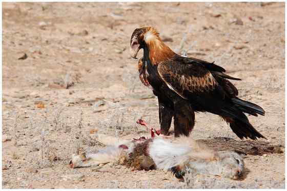 澳大利亚三大猛禽之——楔尾鹰 Aquila audax