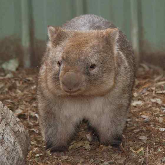 澳洲考拉  袋熊