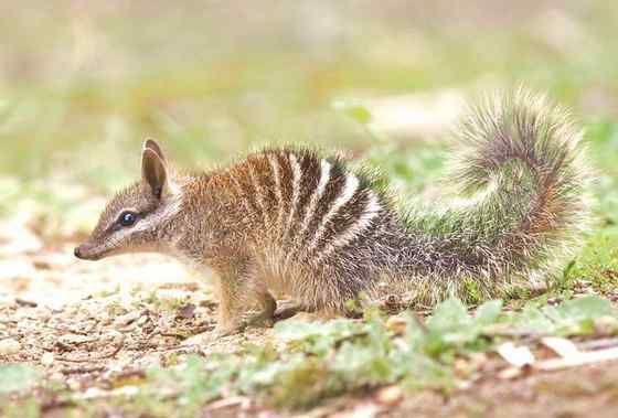袋食蚁兽 Myrmecobius fasciatus 袋食蚁兽 Myrmecobius fasciatus