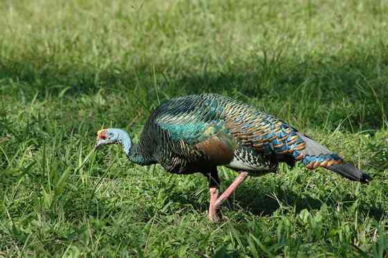 眼斑吐绶鸡 感恩节的故事
