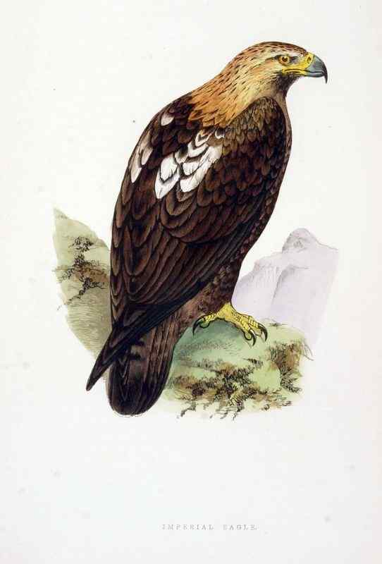 帝王鹰、御雕 白肩雕 帝王鹰、御雕 白肩雕