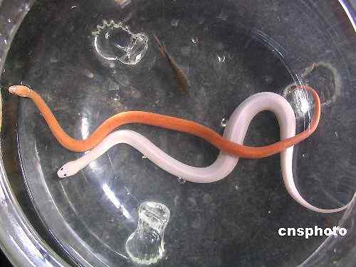 球蟒 受惊时会卷成球状的蟒蛇