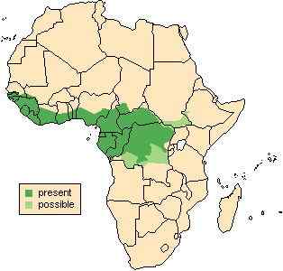 最美的猪  红河猪