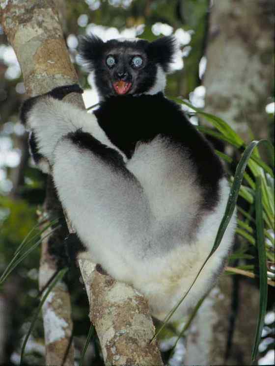 马达加斯加最原始的物种  大狐猴