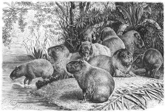 世界上最大的啮齿目动物——水豚 世界上最大的啮齿目动物——水豚