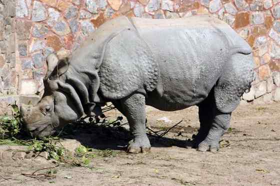 汉朝巨人与大独角犀 汉朝巨人与大独角犀