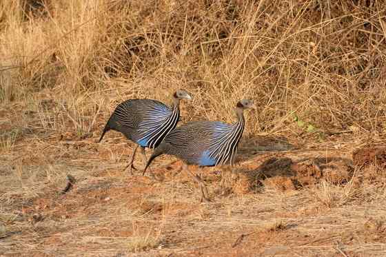 脑袋像秃鹫的珍珠鸡  鹫珠鸡 Vulturine Guineafowl