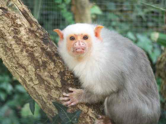 世界上体型最小的猴子之一  银狨