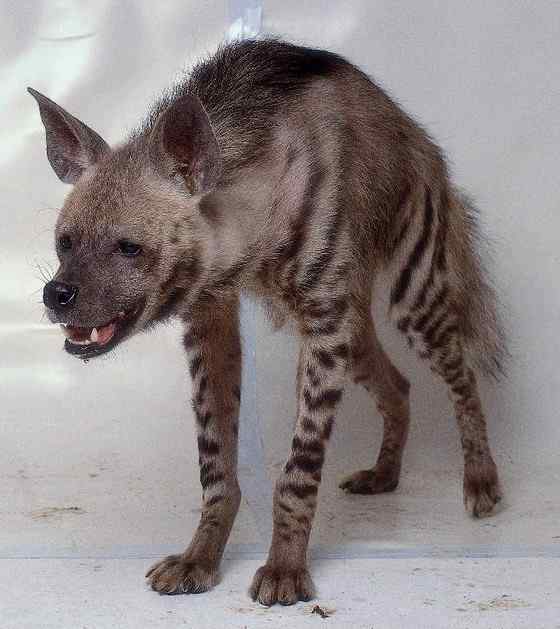 缟鬣狗 Hyaena hyaena 缟鬣狗 Hyaena hyaena
