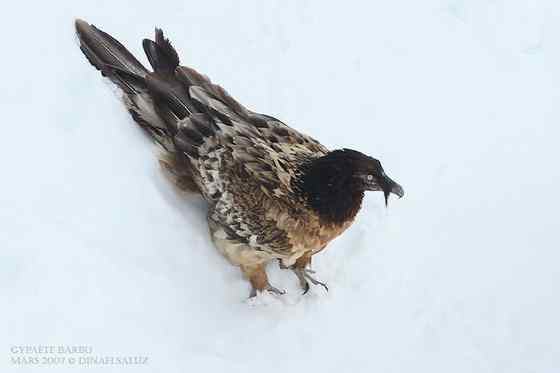 喜马拉雅山的大鸟  胡兀鹫