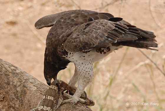主宰非洲天空的猛禽  赞比亚的猛雕、军雕、战雕