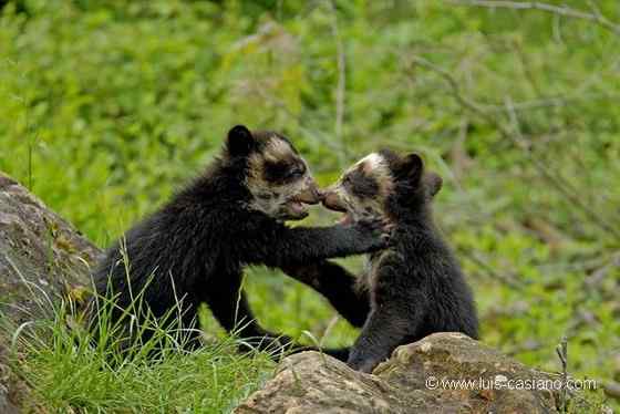 南美洲唯一的熊  眼镜熊(安第斯熊)