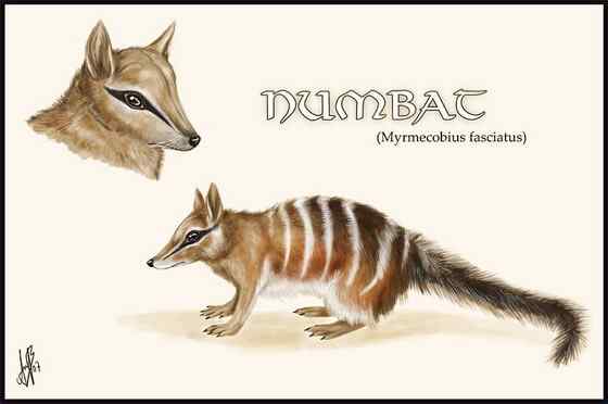 袋食蚁兽 Myrmecobius fasciatus 袋食蚁兽 Myrmecobius fasciatus