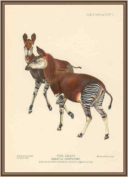 极度珍稀的霍加皮 长颈鹿的近亲 极度珍稀的霍加皮 长颈鹿的近亲