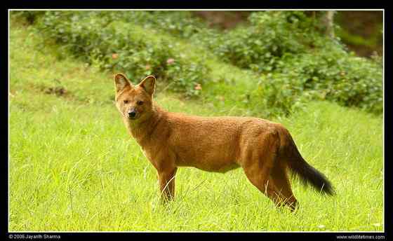 英国著名小说家吉卜林笔下的“红狗”  豺