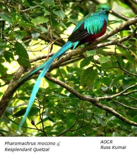 南美洲最美丽的鸟  凤尾绿咬鹃