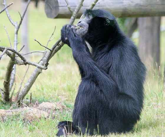 体型最大的长臂猿——马来亚长臂猿