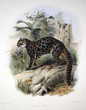 龙虎彪豹中的“彪”——亚洲金猫 龙虎彪豹中的“彪”——亚洲金猫