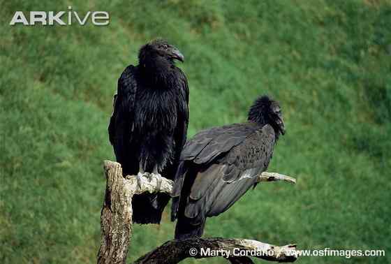 加利福尼亚神鹰 美国巨型猛禽 最少时只有8只