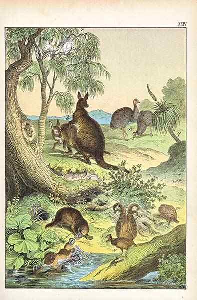 华丽的琴鸟 华丽的琴鸟