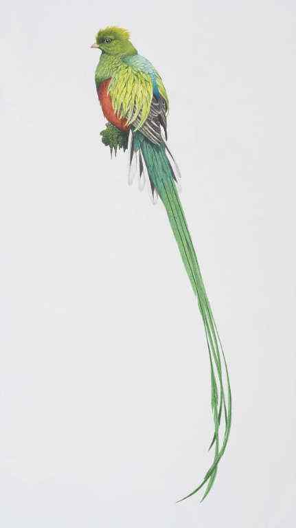 南美洲最美丽的鸟  凤尾绿咬鹃