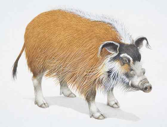 最美的猪  红河猪