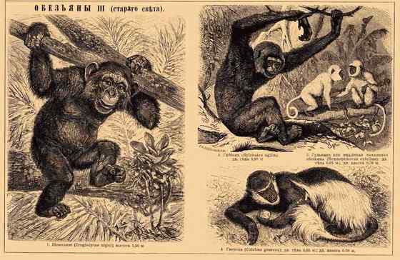 非洲特有的灵长目动物  黑白疣猴