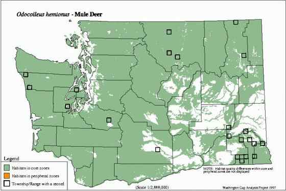 骡鹿 臀部都是白色 骡鹿 臀部都是白色