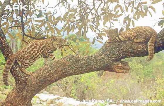 潘帕斯猫 南美草原猫